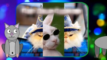 Кошки и коты - веселая песня