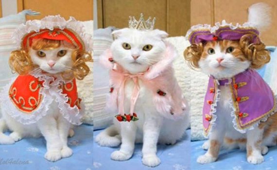 Веселая песня - Кошки и коты