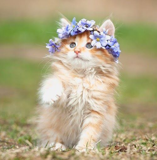 Котомания – Коты в цветочных горшках
