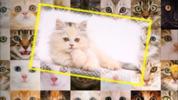 Читать далее о этой статье Текст песни — Кошки, Кошки