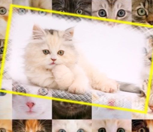 Текст песни - Кошки, Кошки